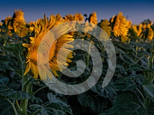 Sunflowers in the field on a blue sky day