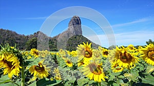 Sunflowers field with blue sky at Khao Jeen Lae, Lop Buri Province,Thailand