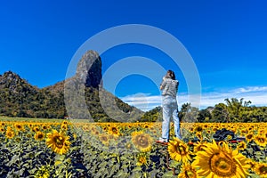 Sunflowers field with blue sky at Khao Jeen Lae,Lopburi Province,Thailand