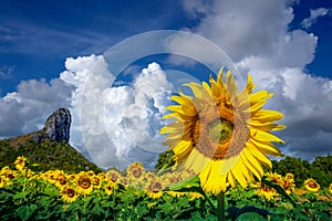 Sunflowers field with blue sky at Khao Jeen Lae,Lopburi Province,Thailand