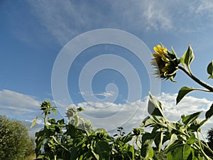 Sunflowers on field. Blue sky and white clouds.