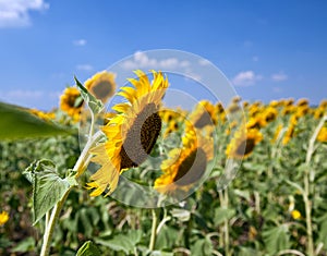 Sunflowers in the field with bright blue sky