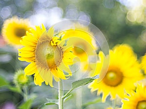 Sunflowers field and bright sun (sunflower, field, yellow)