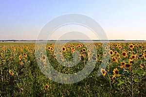 Sunflowers field. Charysh area