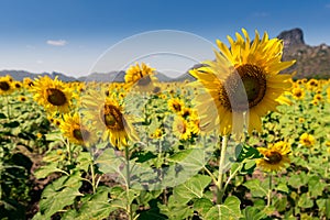 The sunflowers field with clearly blue sky. the concept of summer, relaxation, nature and outdoors.