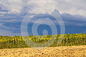 Sunflowers on field with clouds on sky