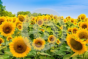 Sunflowers field, countryside summer landscape.