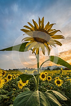 The Sunflowers field in the countryside of Thailand during the sunset.