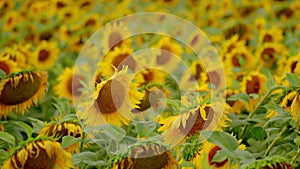 Sunflowers field. Crop of crops ripening in field. Sunflower swaying in the wind. Slow motion. Shallow depth of field