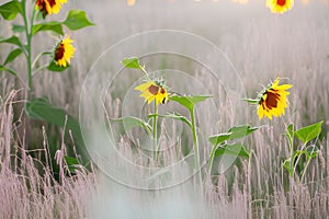 sunflowers in a field with diffused light