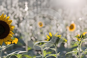 sunflowers in a field with diffused light