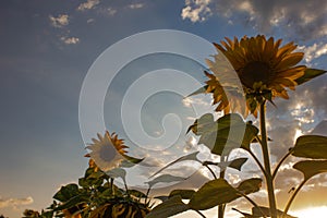 Sunflowers in the field in the evening