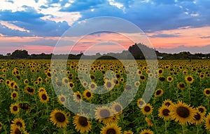 Sunflowers field farm on evening in Lop buri