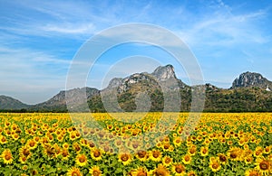 Sunflowers field farm in Lop buri