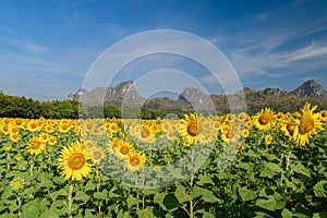 Sunflowers field farm in Lop buri