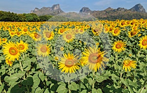 Sunflowers field farm in Lop buri