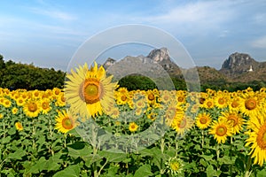 Sunflowers field farm in Lop buri