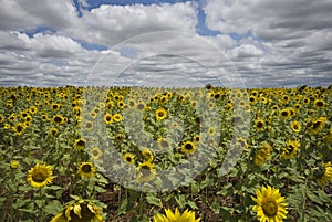Sunflowers in a field photo