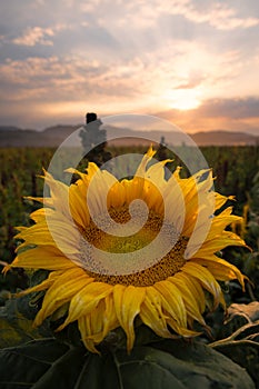 Sunflowers in a Field in Golden Sunlight