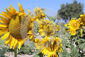 Sunflowers