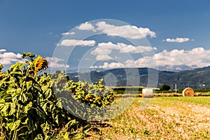 Sunflowers field in the italian countryside