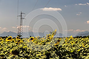 Sunflowers field in the italian countryside