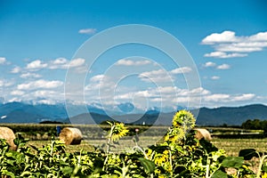 Sunflowers field in the italian countryside