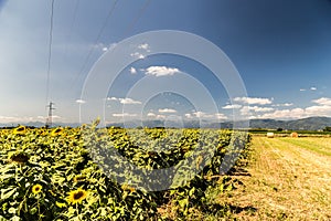 Sunflowers field in the italian countryside