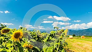 Sunflowers field in the italian countryside