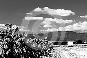 Sunflowers field in the italian countryside