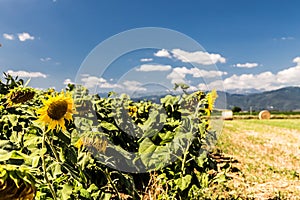 Sunflowers field in the italian countryside