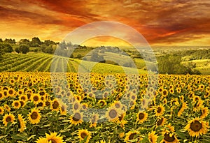 Sunflowers field in the italian hill