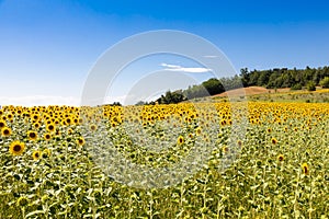 Sunflowers field in Italy. Scenic countryside in Tuscany with blue sky
