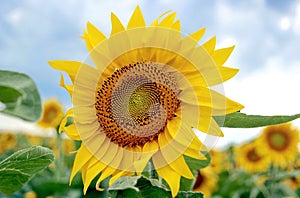 Sunflower photo