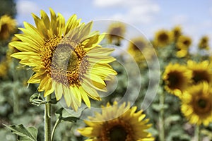 Sunflowers in a field near the city of Cuenca photo