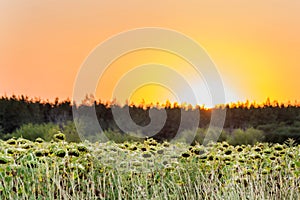 Sunflowers field near forest at sunset ot sunrise, rural agricultural background