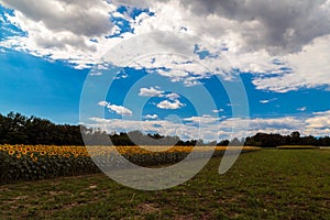 Sunflowers field near Udine, Friuli Venezia-Giulia, Italy