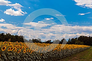 Sunflowers field near Udine, Friuli Venezia-Giulia, Italy
