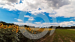 Sunflowers field near Udine, Friuli Venezia-Giulia, Italy