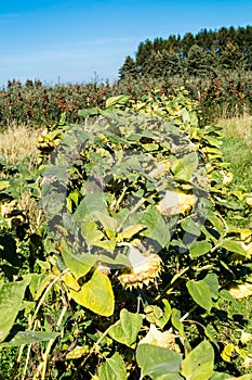 Sun flower field