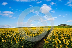 Sunflowers field on sky