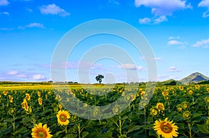 Sunflowers field on sky in thailand