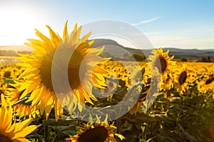 Sunflowers field in summer. Beautiful flowers