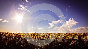 Sunflowers field in a summer day