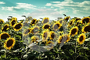 Sunflowers field in a summer day