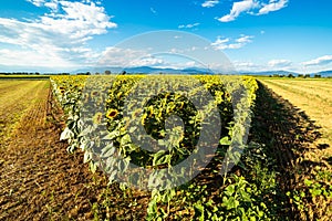 Sunflowers field in a summer day