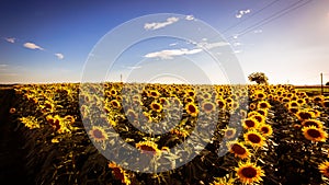 Sunflowers field in a summer day