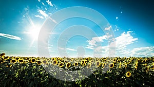 Sunflowers field in a summer day