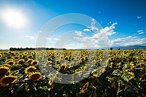 Sunflowers field in a summer day