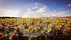 Sunflowers field in a summer day